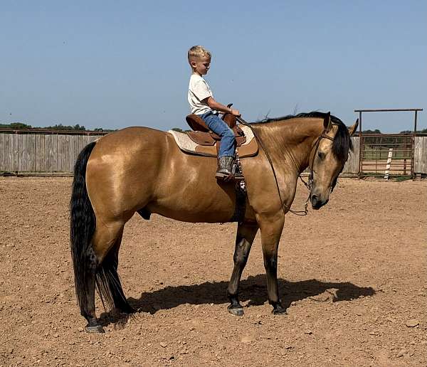 parade-quarter-horse