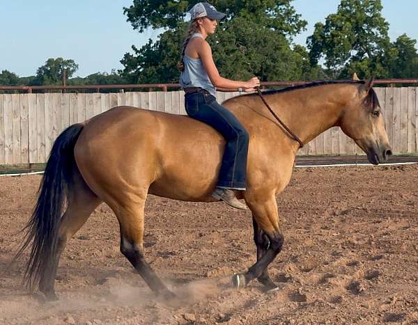 ridden-english-quarter-horse