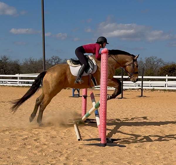 ridden-western-quarter-horse