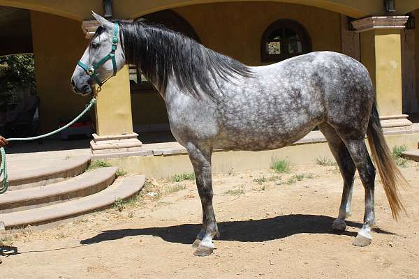 175-cm-andalusian-horse