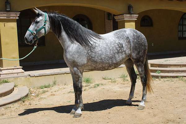 171-hh-horse