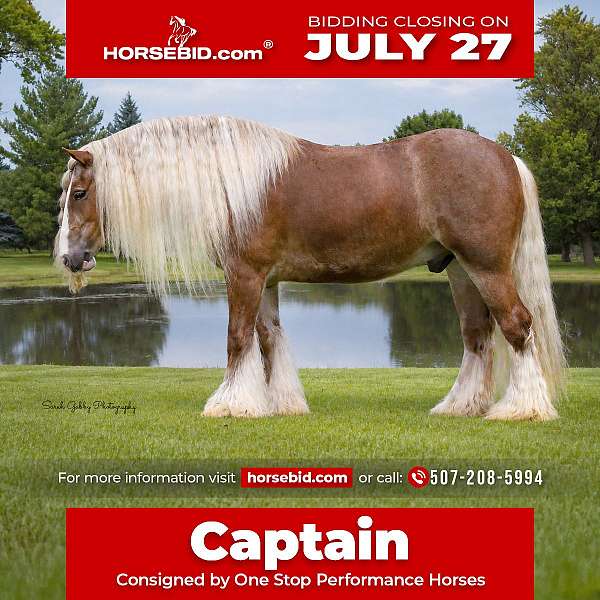 all-around-gypsy-vanner-horse