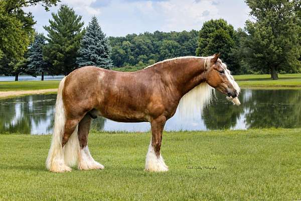 athletic-gypsy-vanner-horse