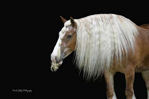 beginner-gypsy-vanner-horse