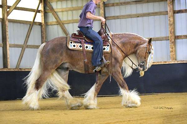flashy-gypsy-vanner-horse