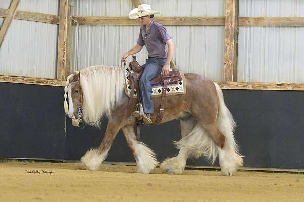 driving-gypsy-vanner-horse