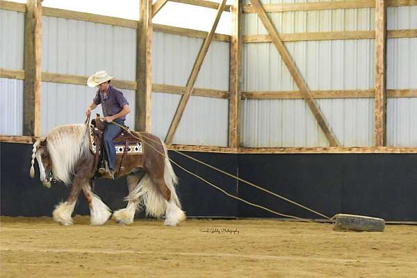 kid-safe-gypsy-vanner-horse
