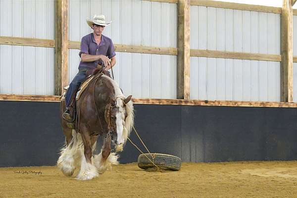 parade-gypsy-vanner-horse