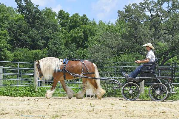 ranch-gypsy-vanner-horse