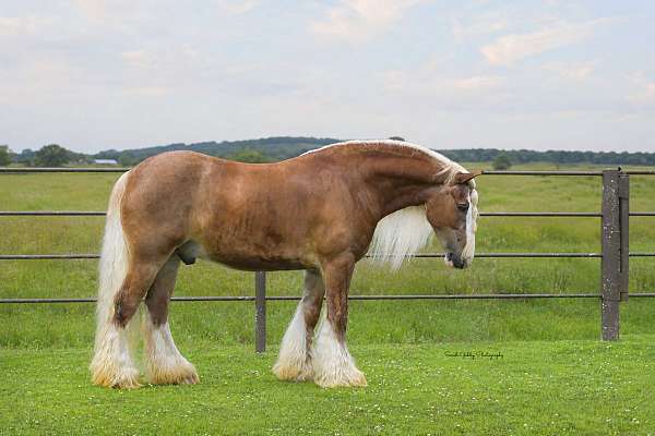 show-gypsy-vanner-horse