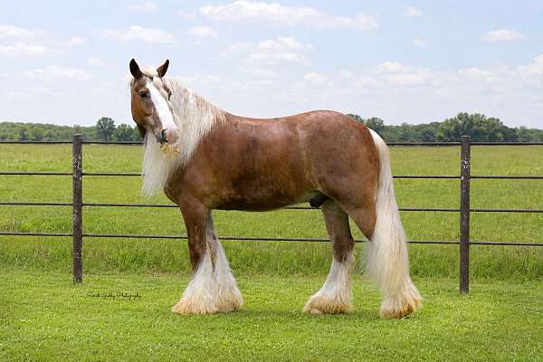 trail-gypsy-vanner-horse