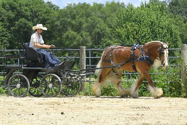 ranch-work-gypsy-vanner-horse