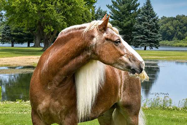 working-cattle-gypsy-vanner-horse