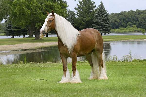 youth-gypsy-vanner-horse