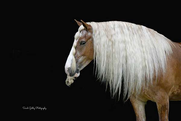 trail-riding-gypsy-vanner-horse
