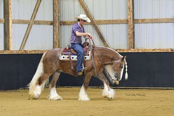 sorrel-gypsy-vanner-gelding