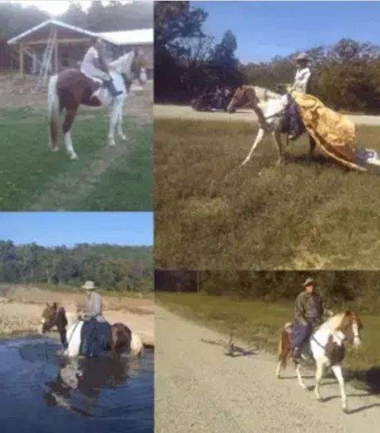 sweet-foxtrotter-missouri-fox-trotter-horse