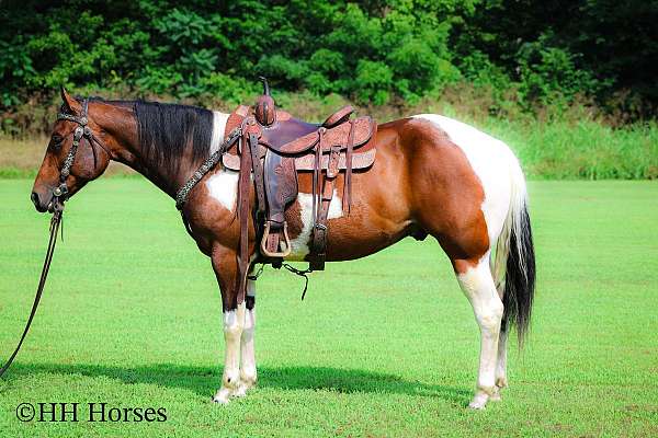 all-around-paint-horse
