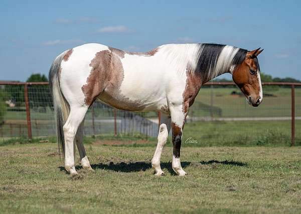 flashy-paint-horse