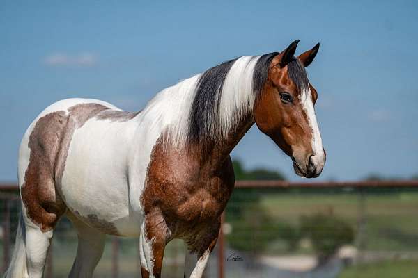 ranch-paint-horse