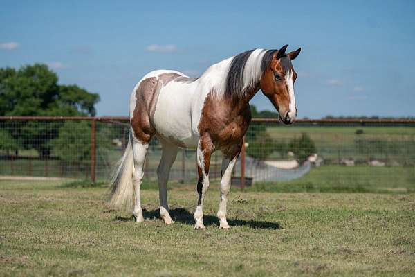 performance-paint-horse