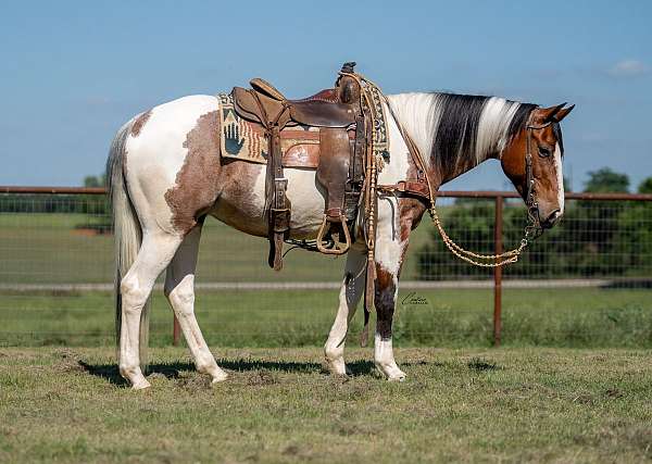 ranch-versatility-paint-horse