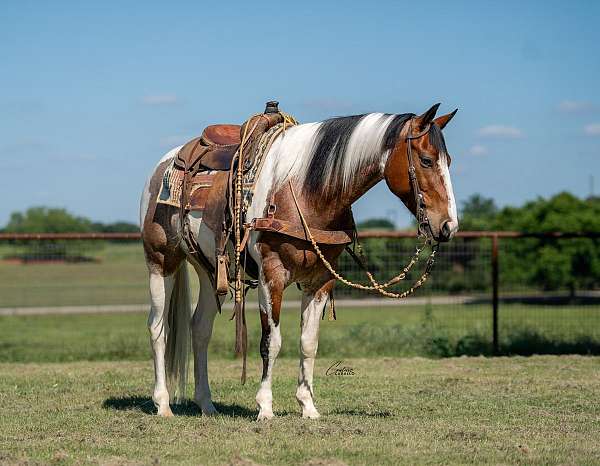 husband-safe-paint-horse