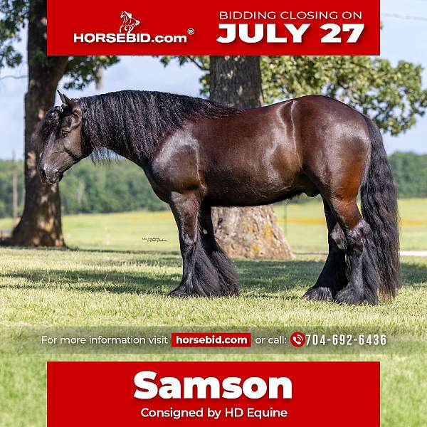 all-around-gypsy-vanner-horse