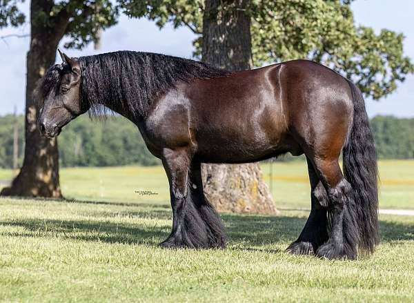 athletic-gypsy-vanner-horse