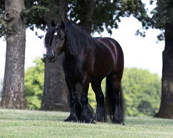 flashy-gypsy-vanner-horse