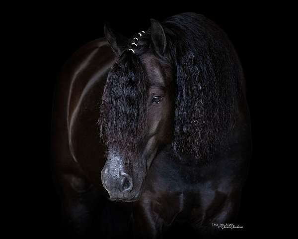 husband-safe-gypsy-vanner-horse