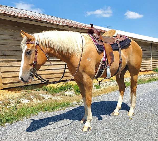 athletic-appendix-palomino-horse
