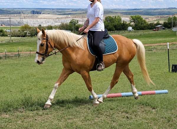 ridden-western-appendix-palomino-horse