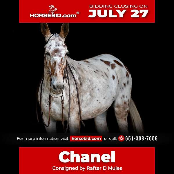 all-around-mule