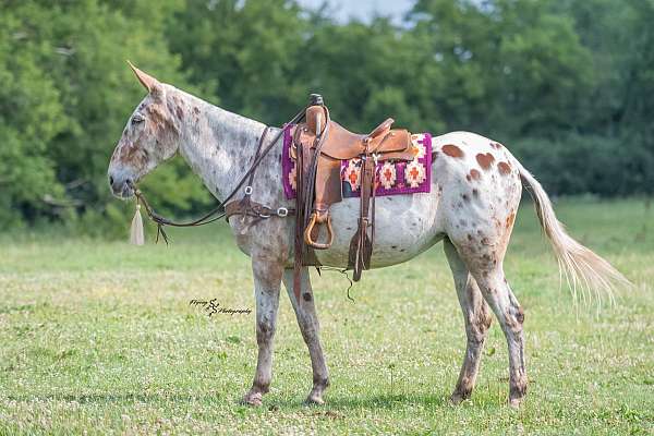flashy-mule