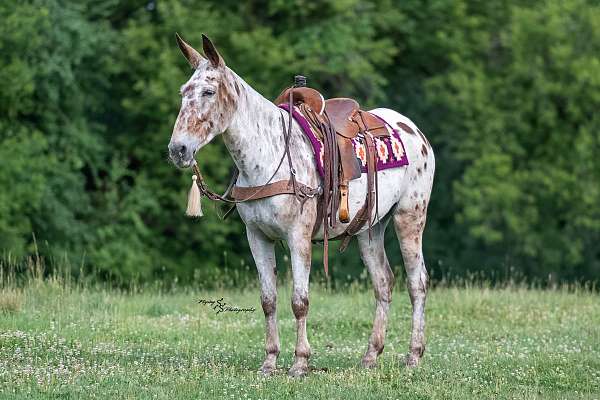 jumping-mule