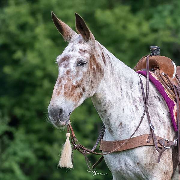 ranch-mule