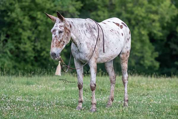 ranch-work-mule