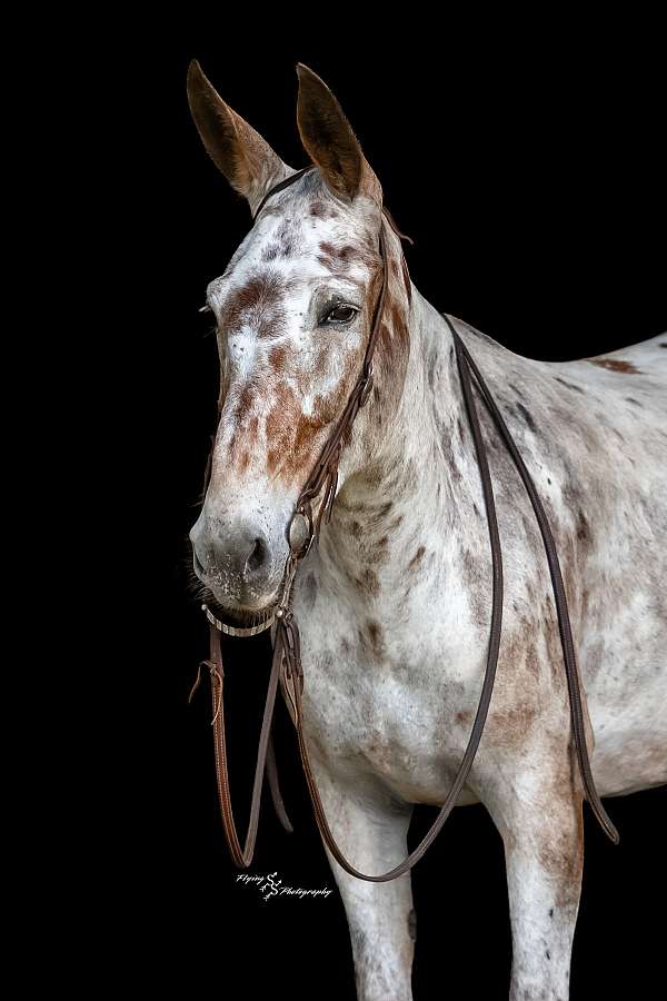 trail-mule
