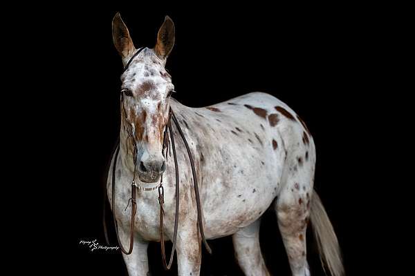 ridden-western-mule