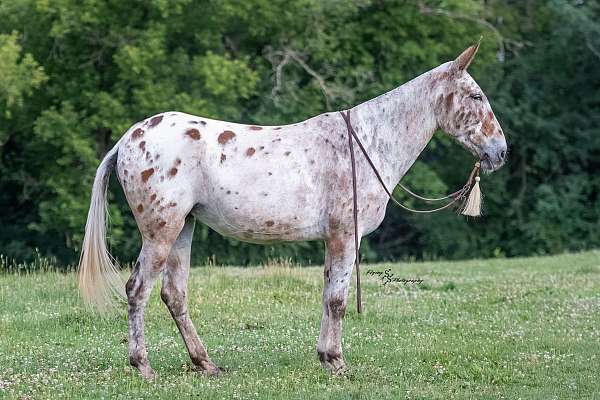 ridden-english-mule