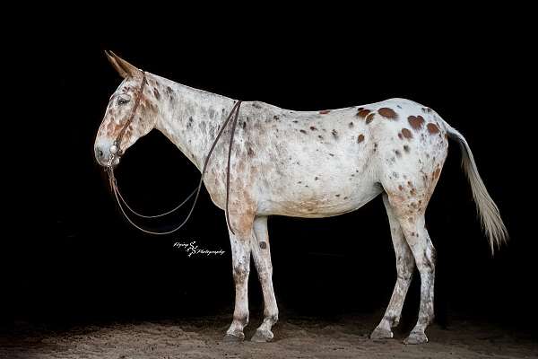 trail-riding-mule