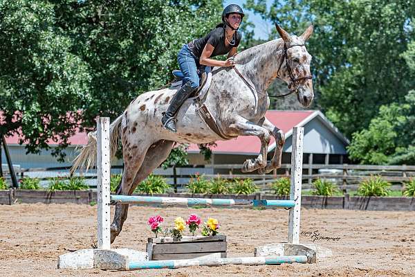 bay-mule-mare