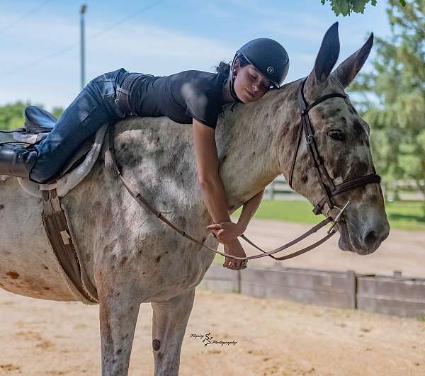 bay-athletic-horse