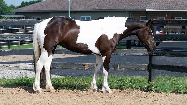 quiet-pinto-pony