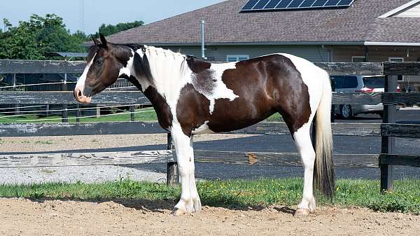 well-broke-pinto-pony