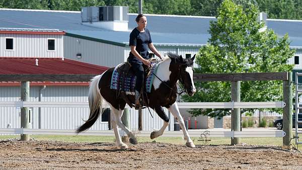 mare-pinto-pony