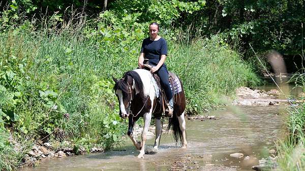 all-around-pinto-pony