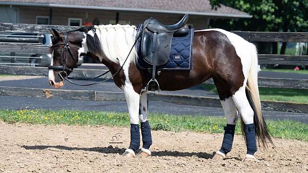 driving-pinto-pony