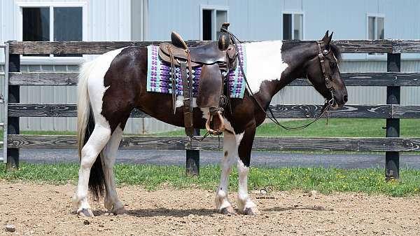 husband-safe-pinto-pony